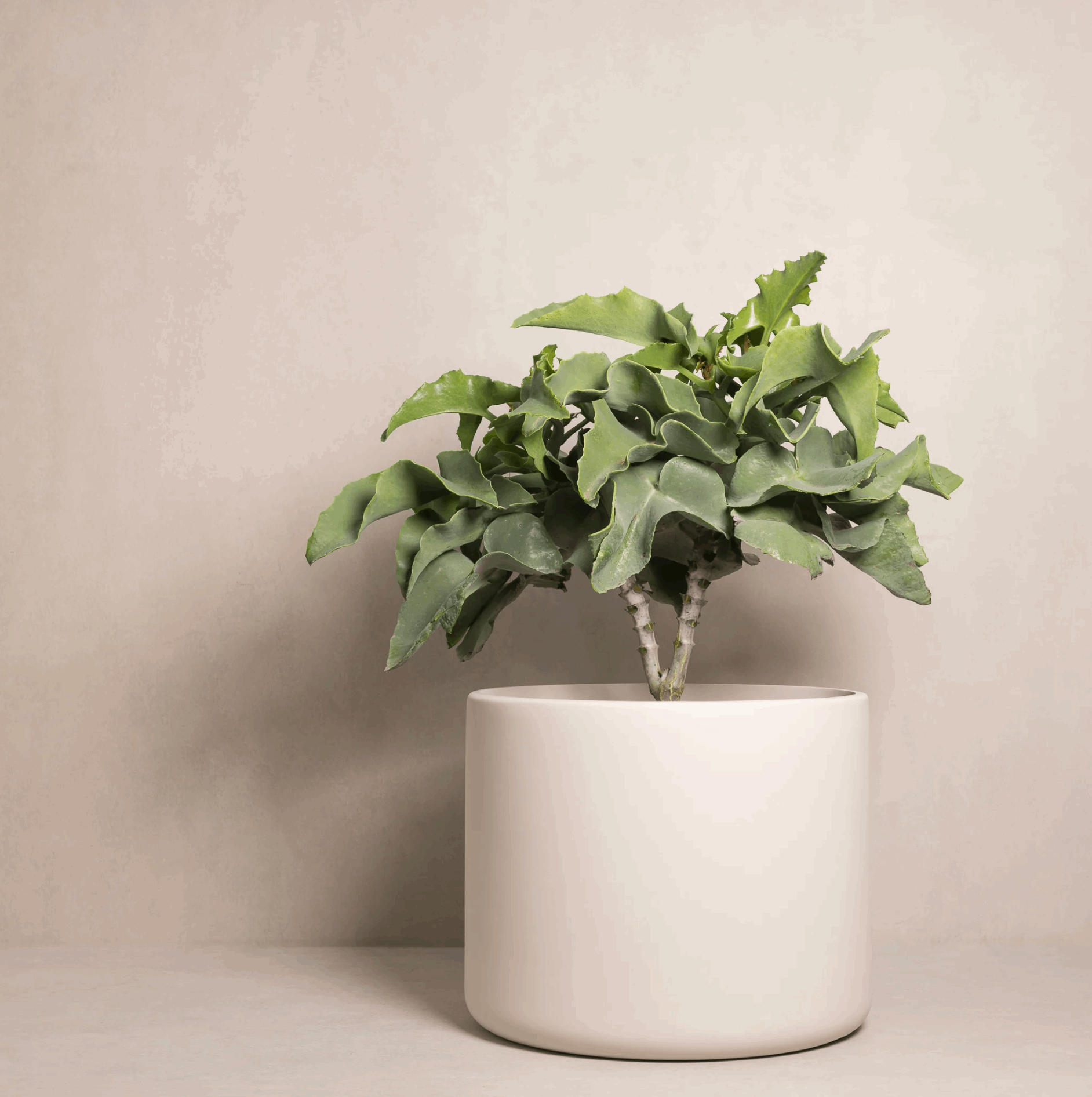 Hibernate Outdoors — 90 Degrees Pot Collection - 650x800mm