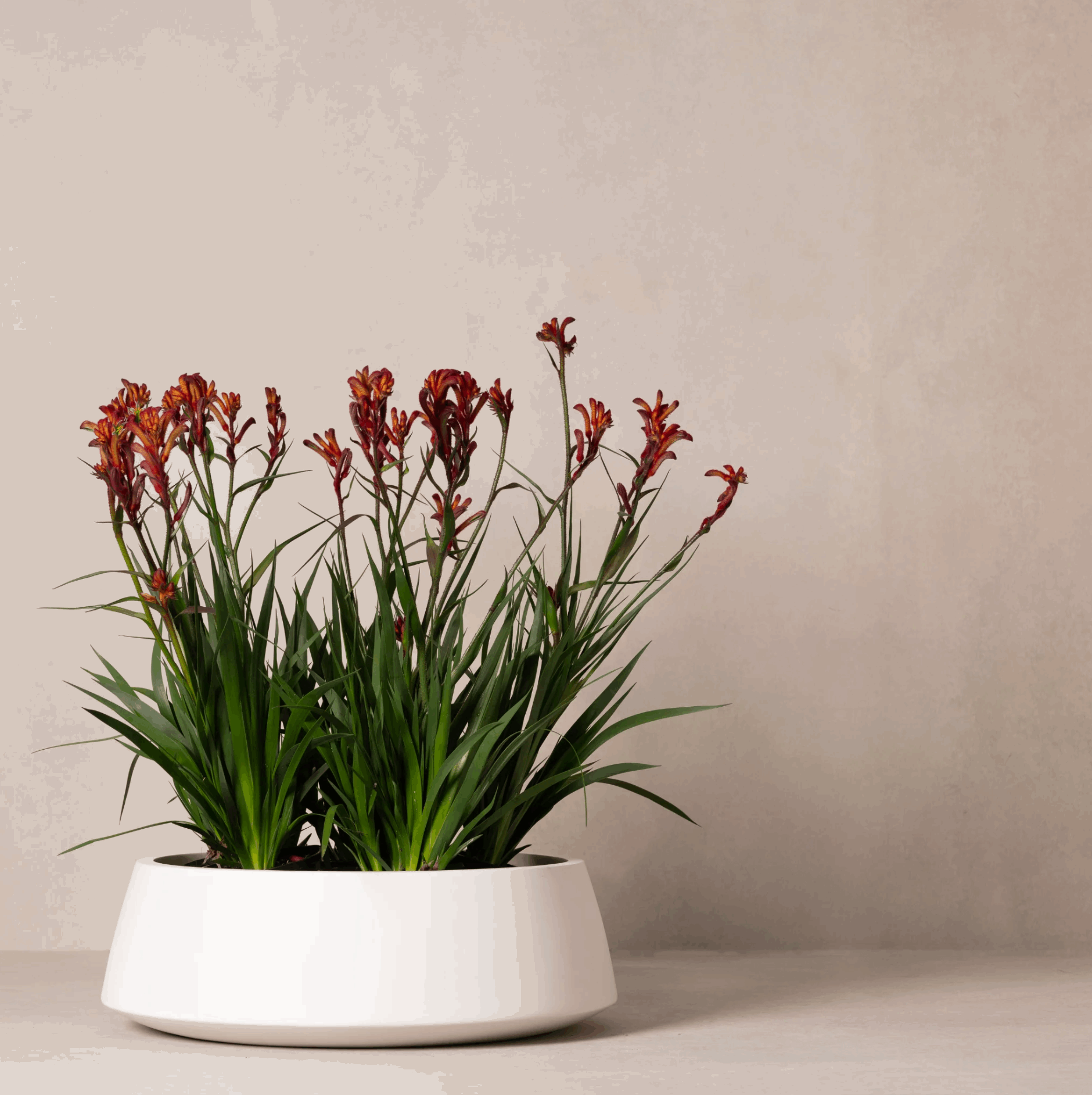 Hibernate Outdoors 80 Degrees Low Bowl Salt - 150H x 470mm