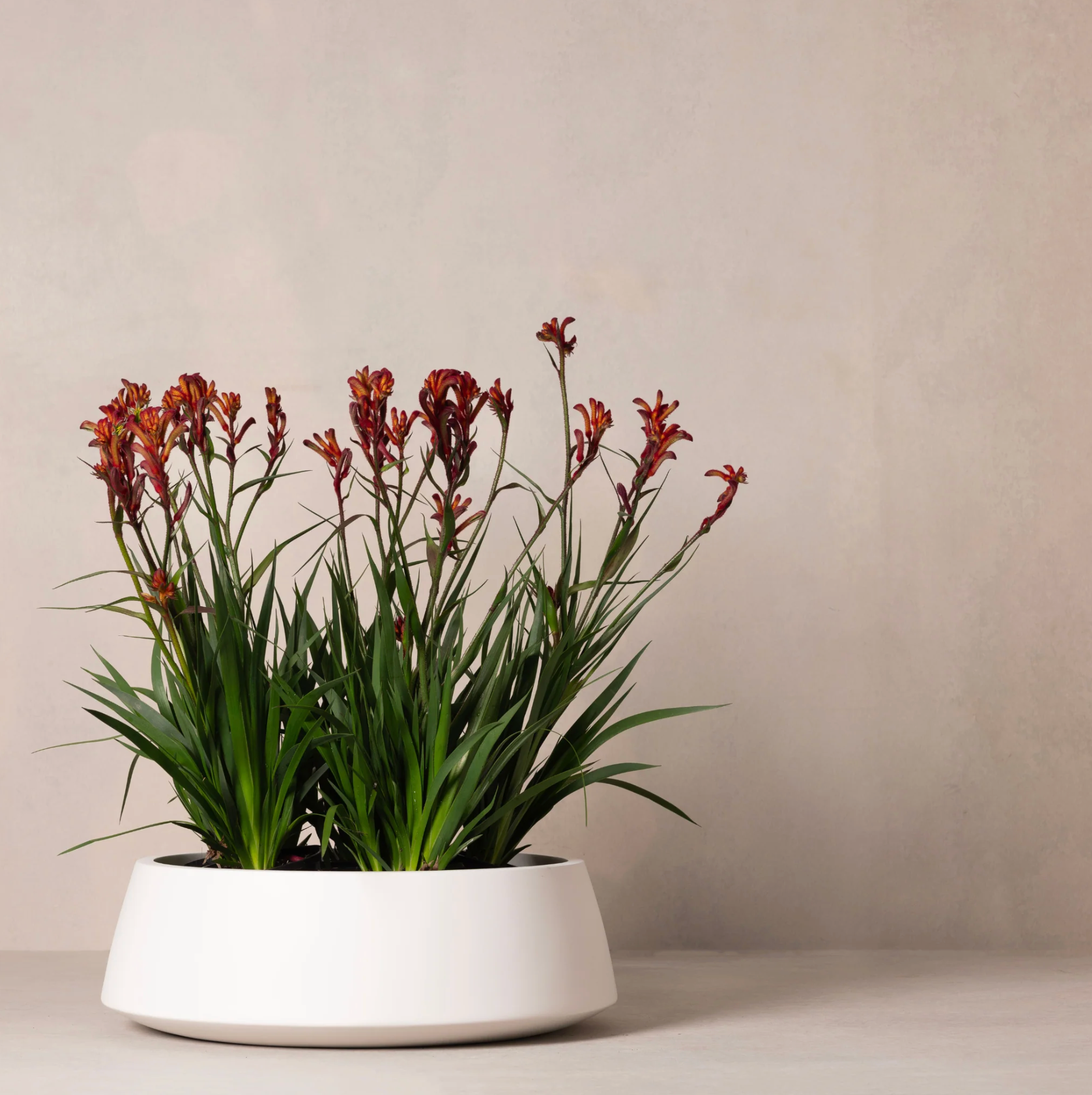 Hibernate Outdoors 80 Degrees Low Bowl Salt - 220H x 600mm