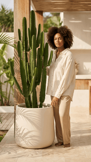 Euphoria Cowboy Cactus – 140cm (Live Plant)