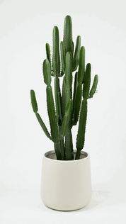 Euphoria Cowboy Cactus – 140cm (Live Plant)