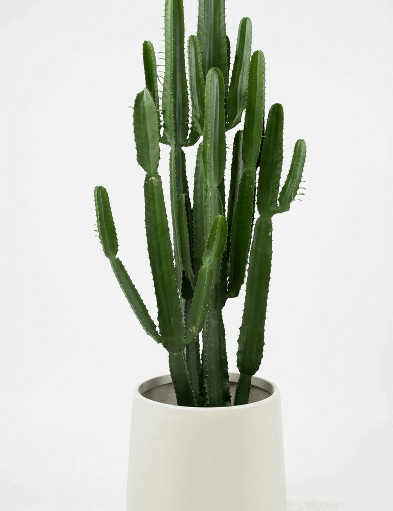 Euphoria Cowboy Cactus – 140cm (Live Plant)